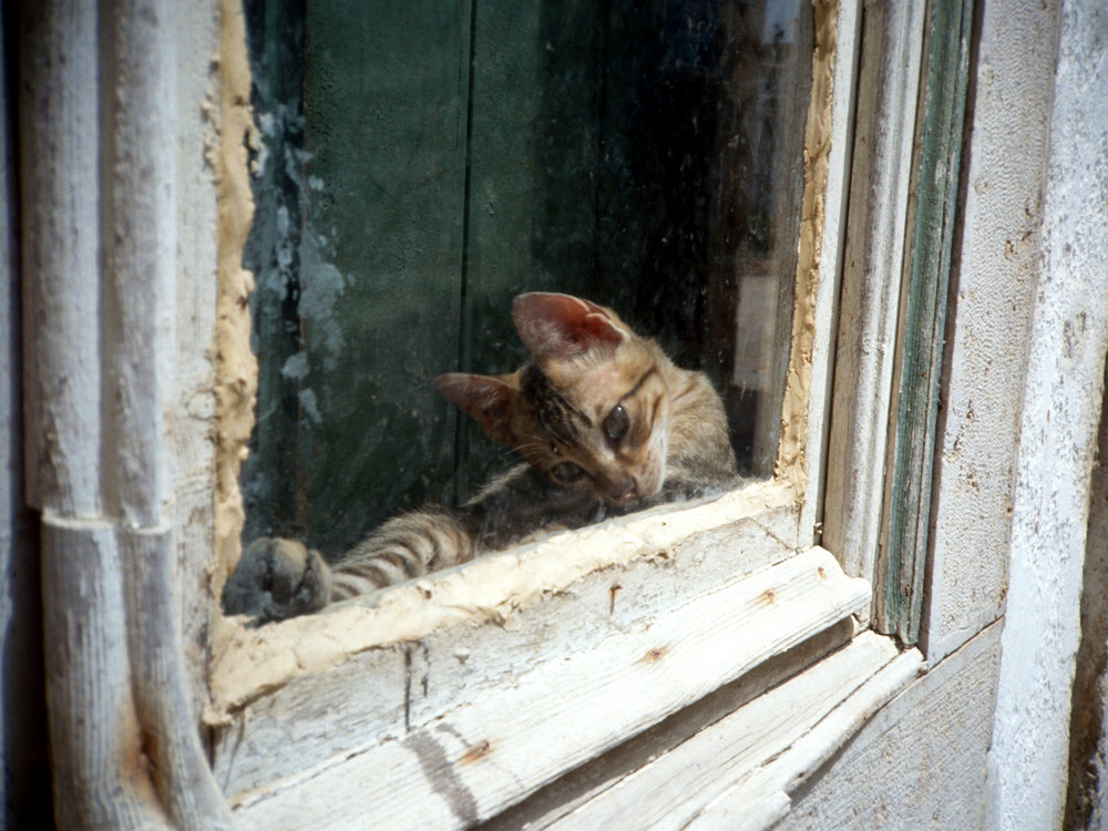 katze am fenster