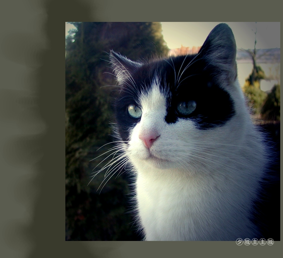 Katze am Fenster