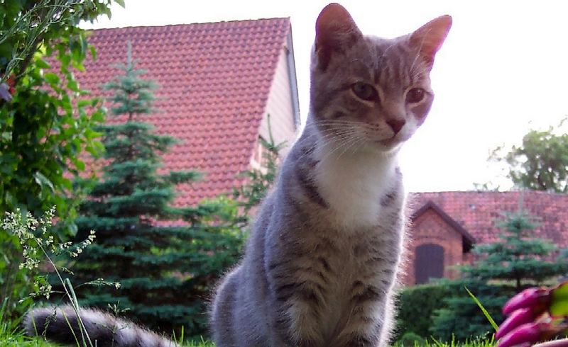 Katze am Fenster