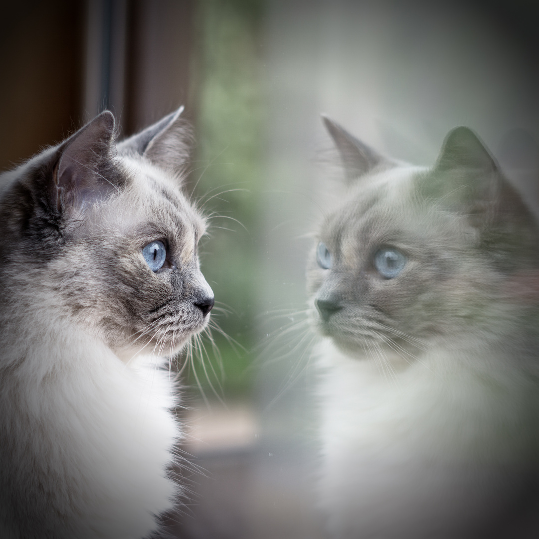 Katze am Fenster Foto & Bild tierportrait colorfoto