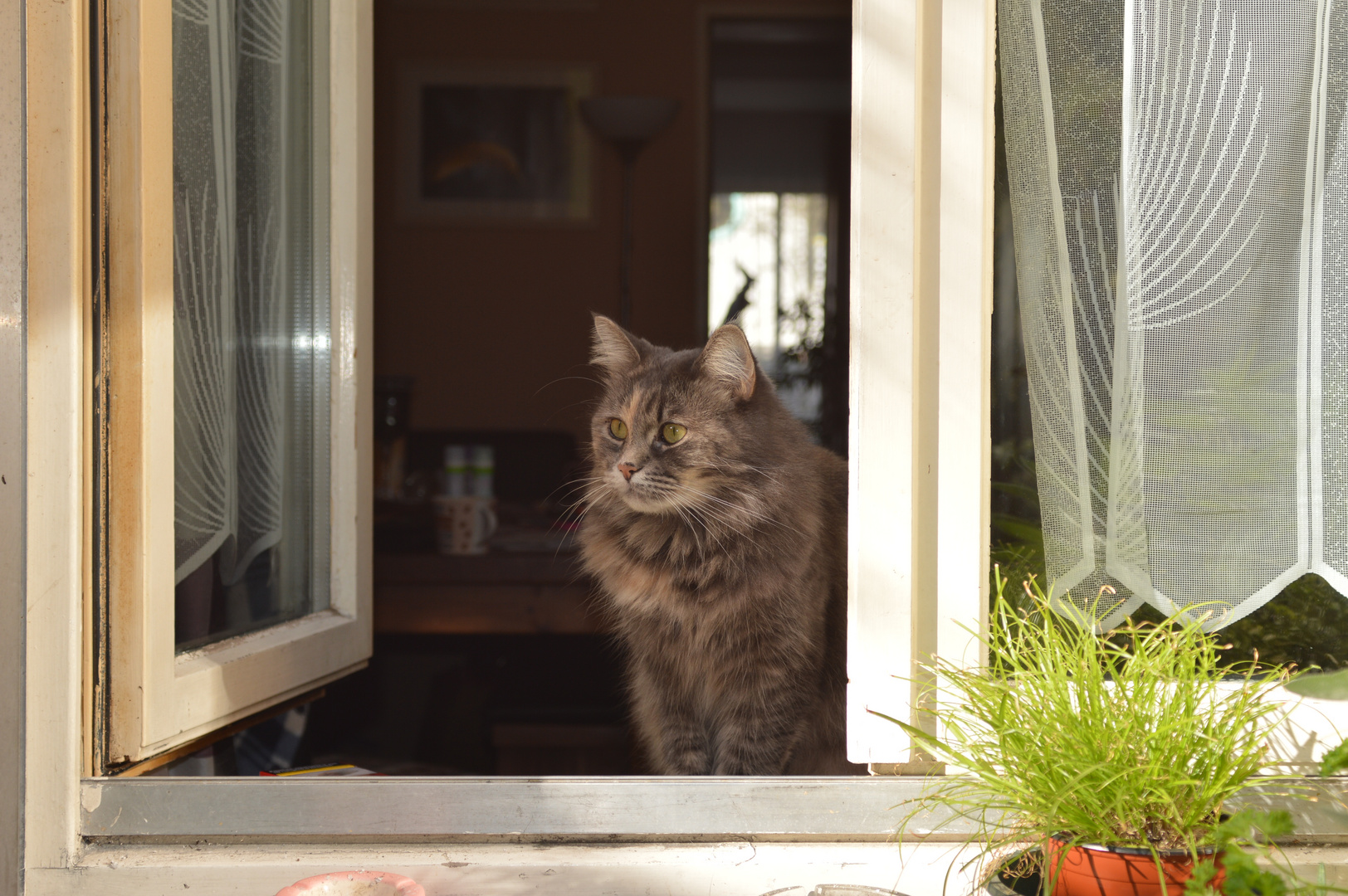 katze am fenster 