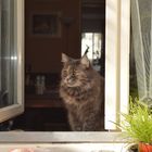 katze am fenster 