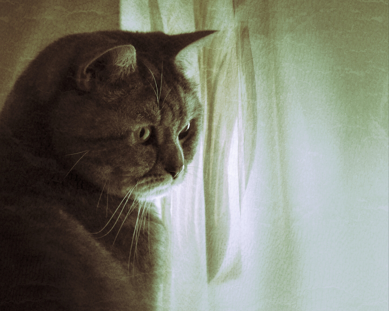 *Katze am Fenster*