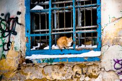 Katze am Fenster