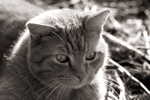 Katze am Güterbahnhof