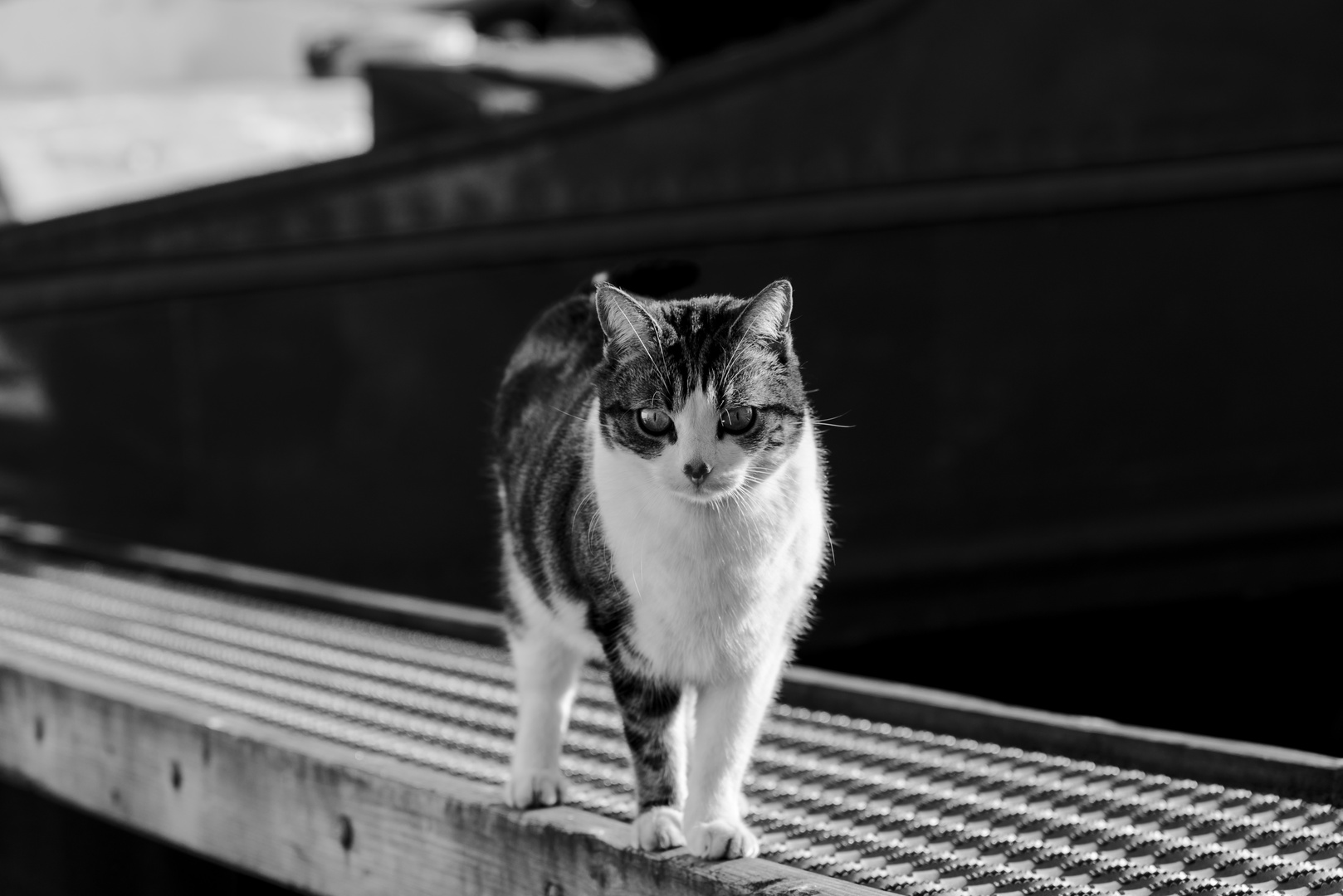 Katze am Hafen