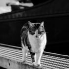 Katze am Hafen