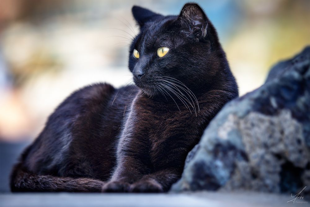 Katze am Hafen von Puerto de Mogan