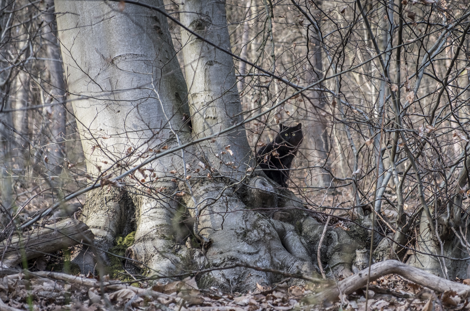 Katze am Heiligenberg