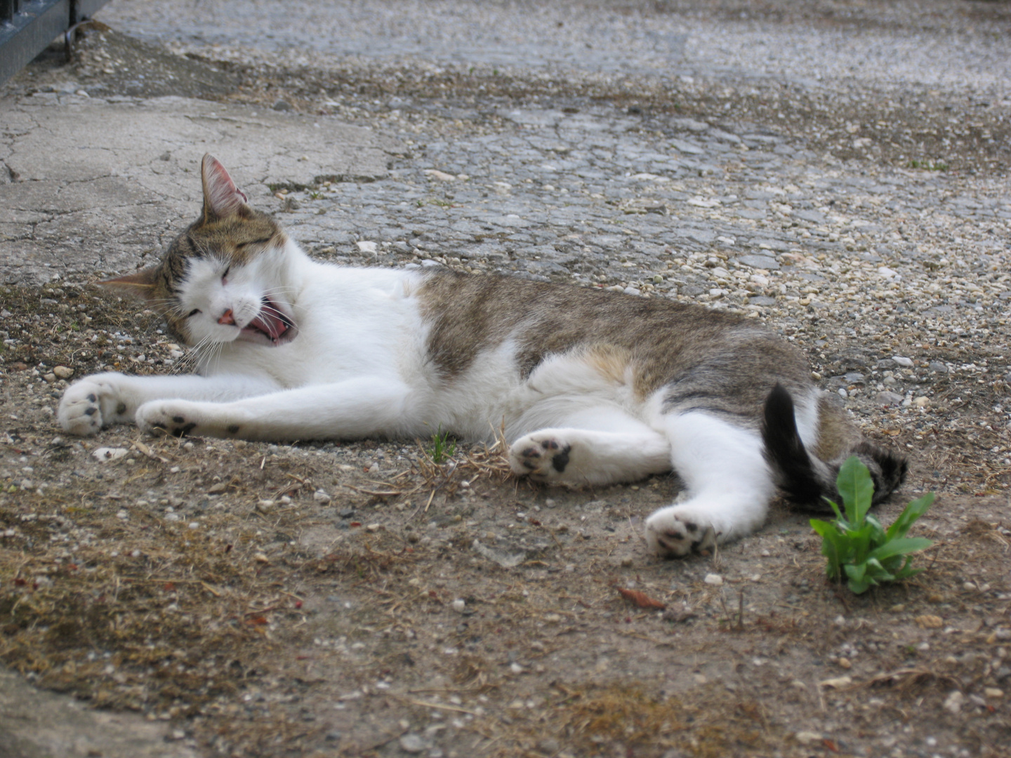 Katze am Hof