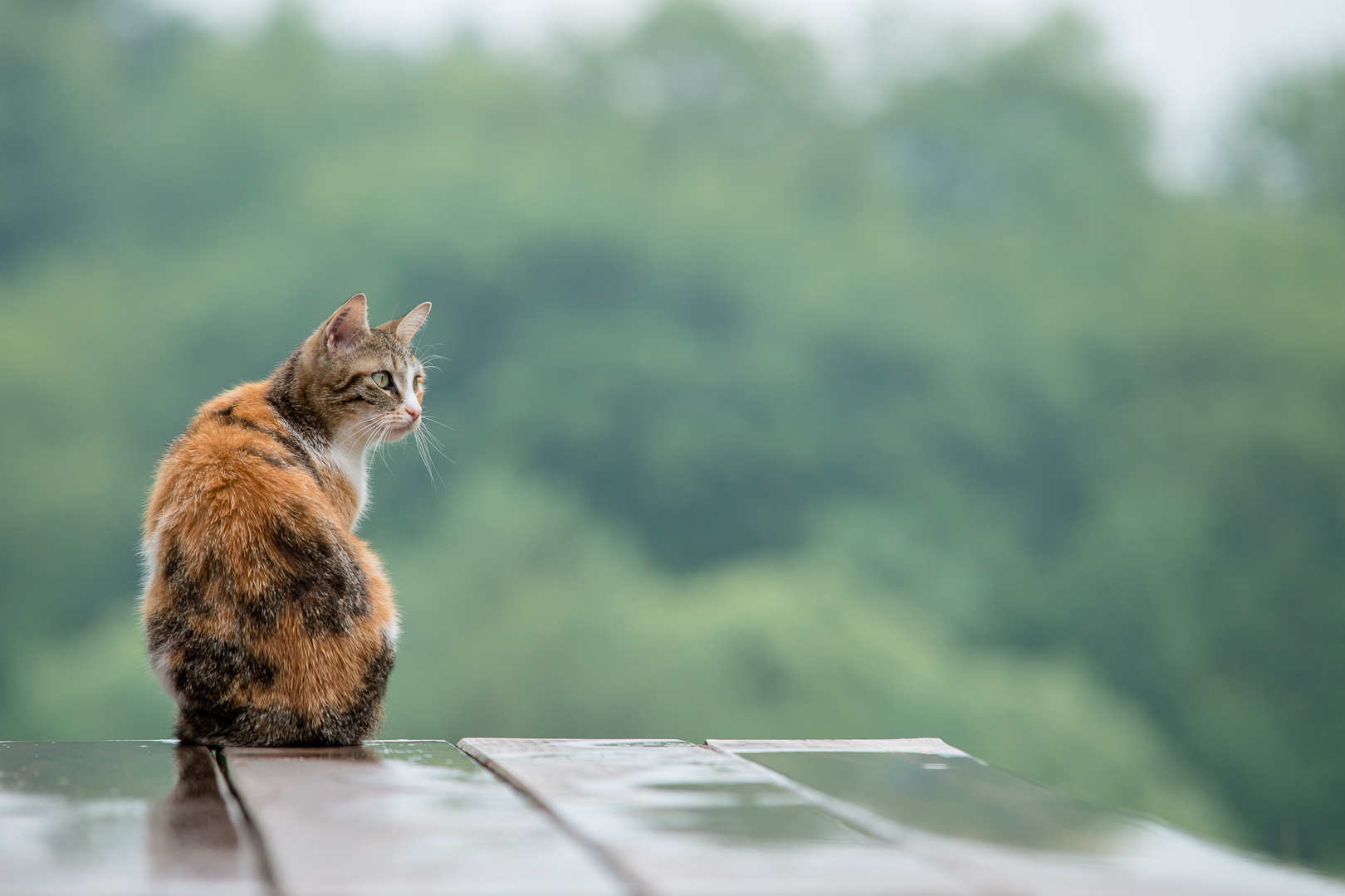 Katze am Junimorgen