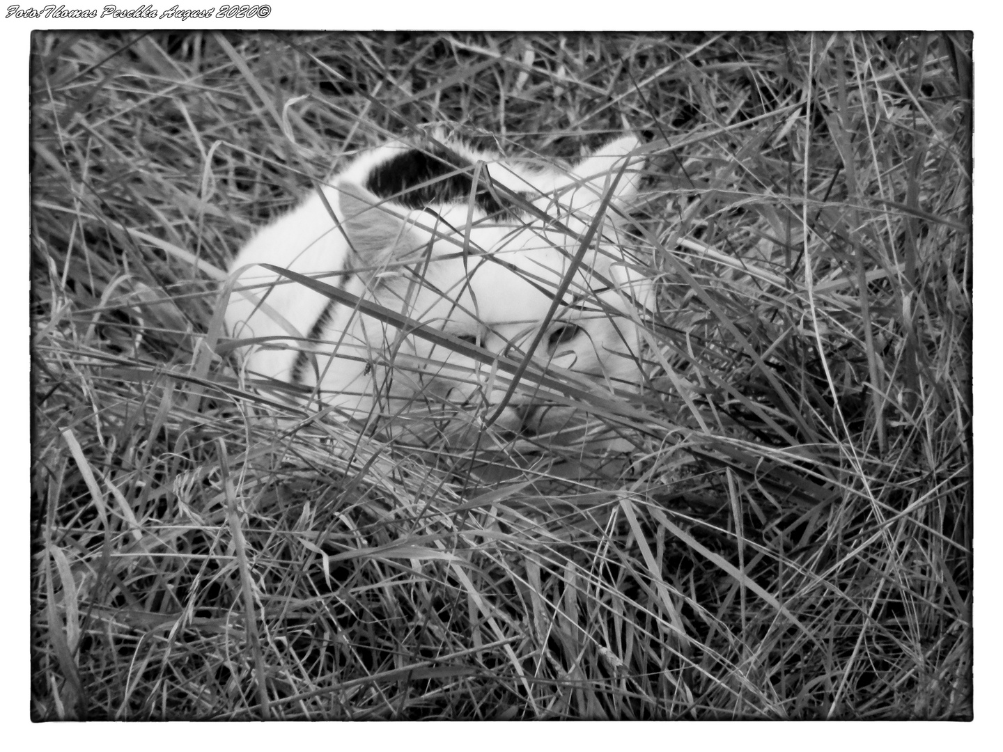 Katze am Mauseloch lauernd