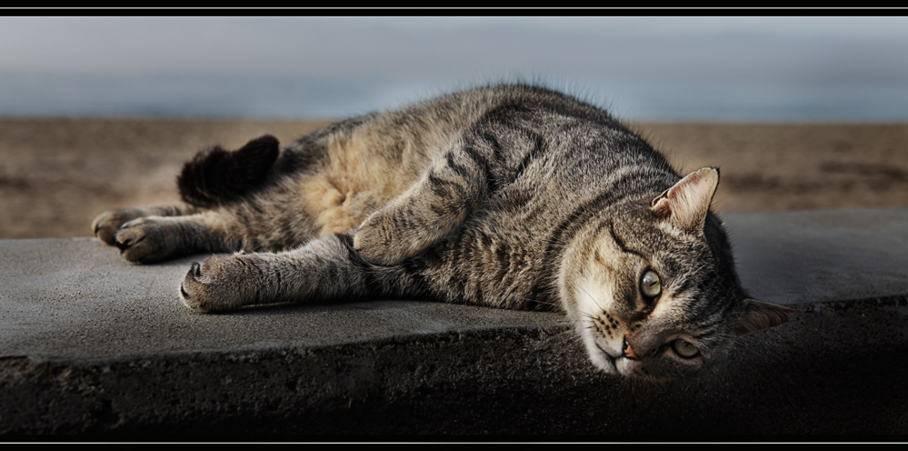 Katze am Meer