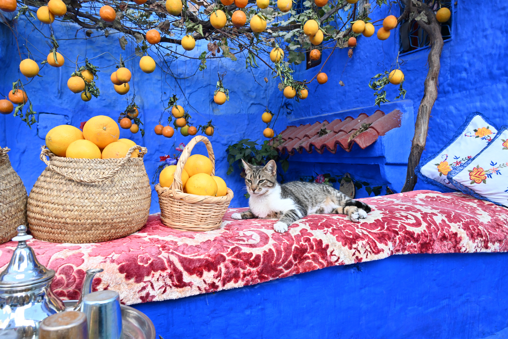 Katze am Orangenstand