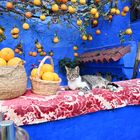 Katze am Orangenstand