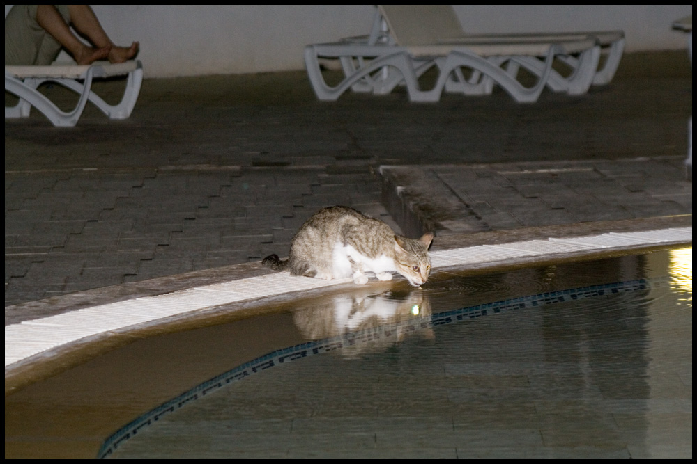 Katze am Pool