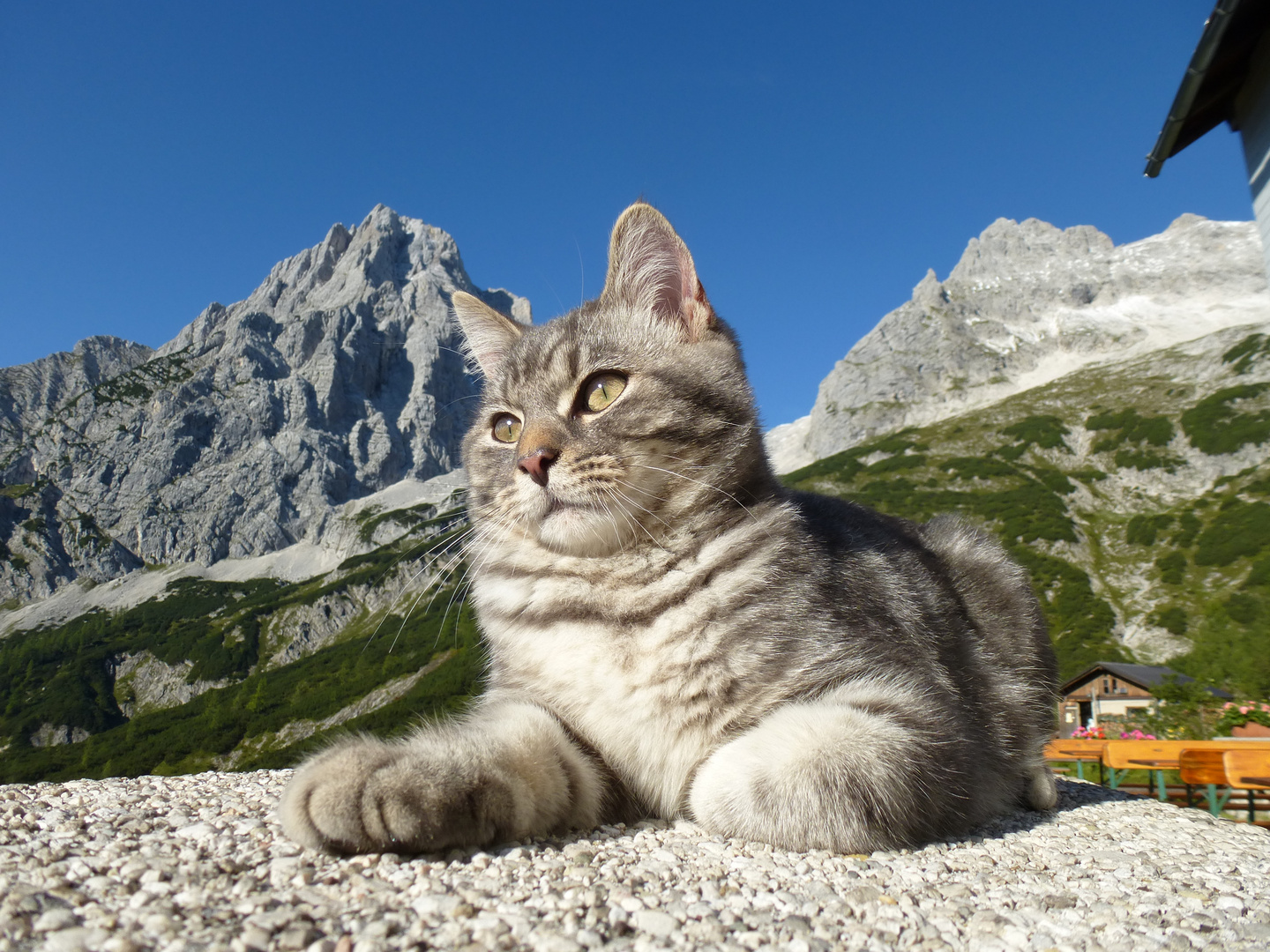 Katze am Prielschutzhaus liegt auf 1420 m Höhe: