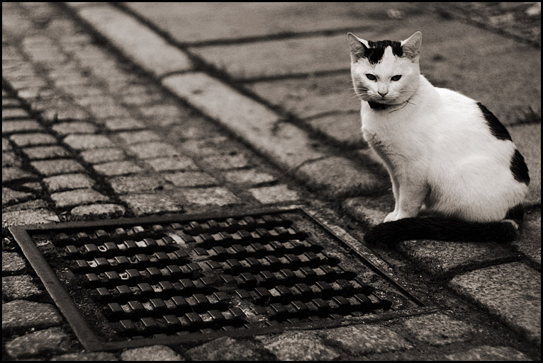 katze am rinnstein