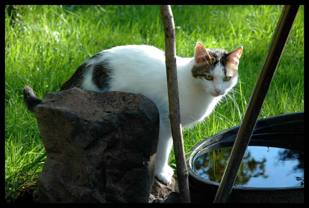 Katze am Schwenkgrill