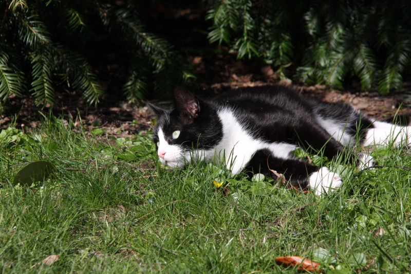 Katze am sonnen