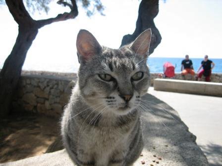 Katze am Strand