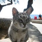 Katze am Strand