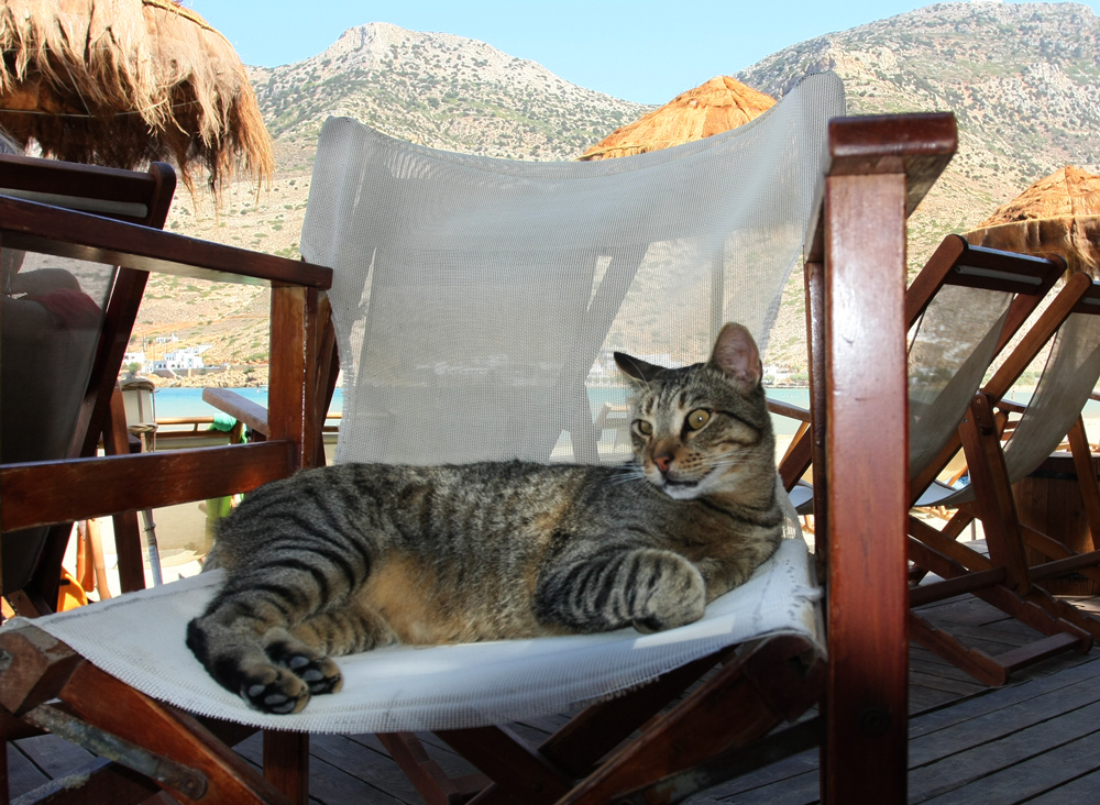 KATZE AM STRAND VON PAROS