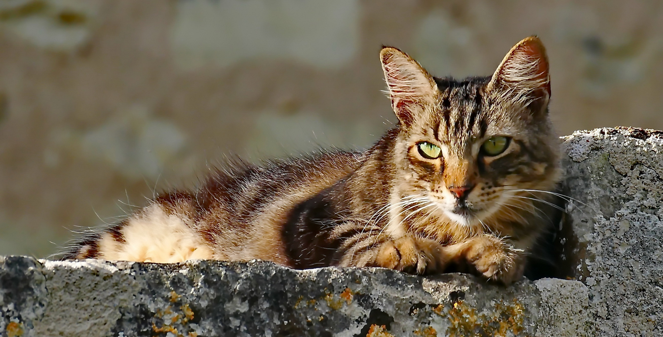 Katze am Straßenrand