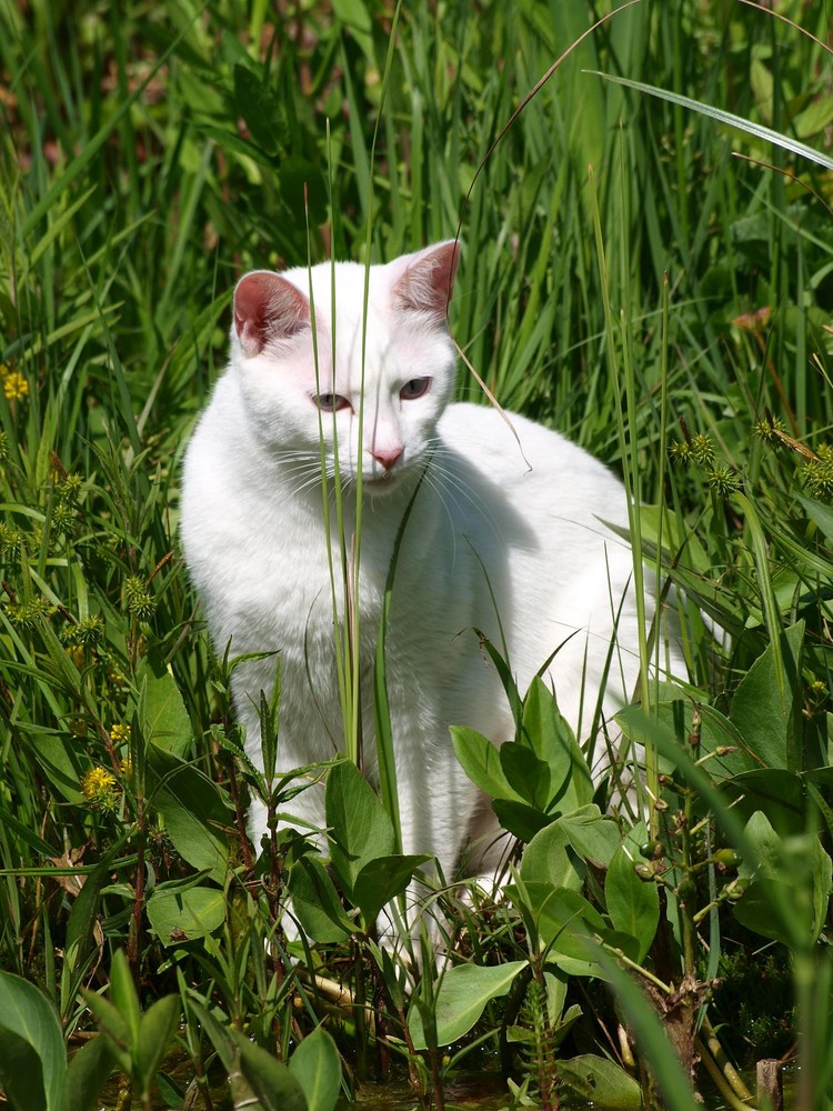 Katze am Teich