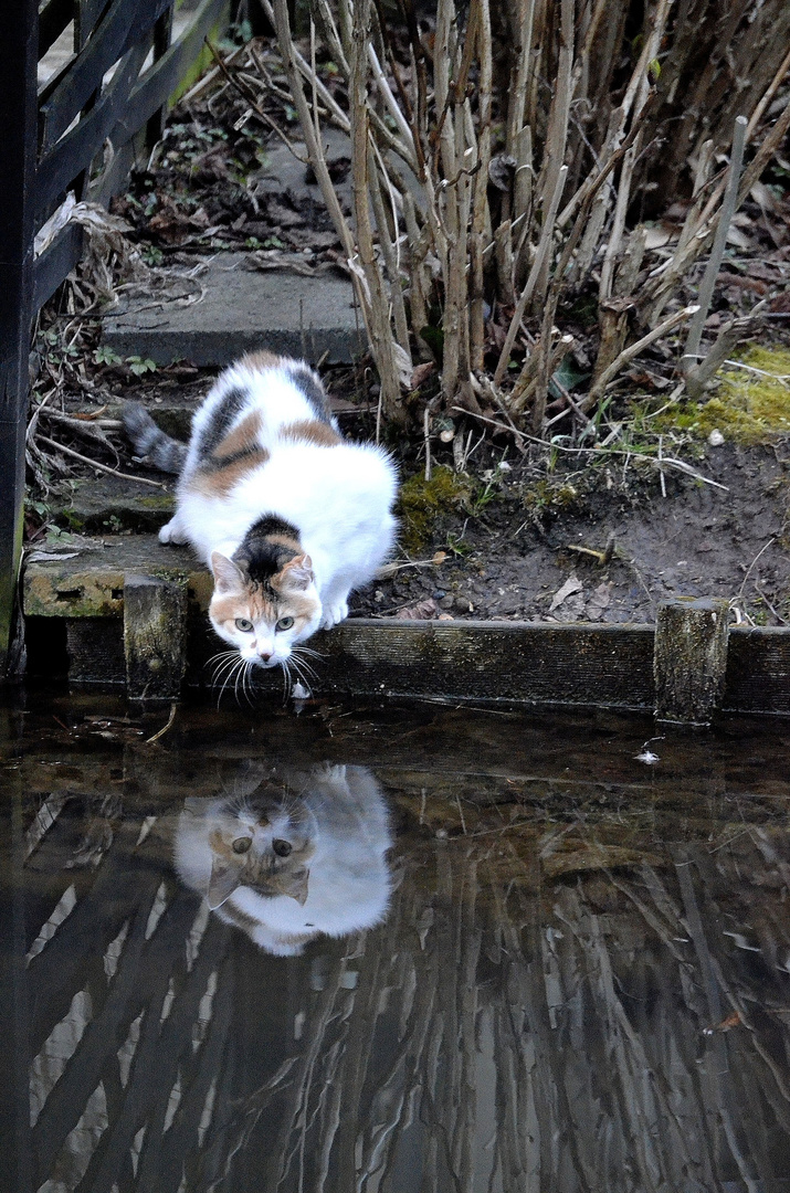 Katze am Teich