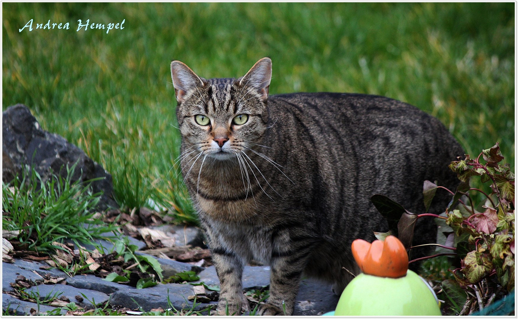 Katze am Teich