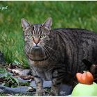 Katze am Teich