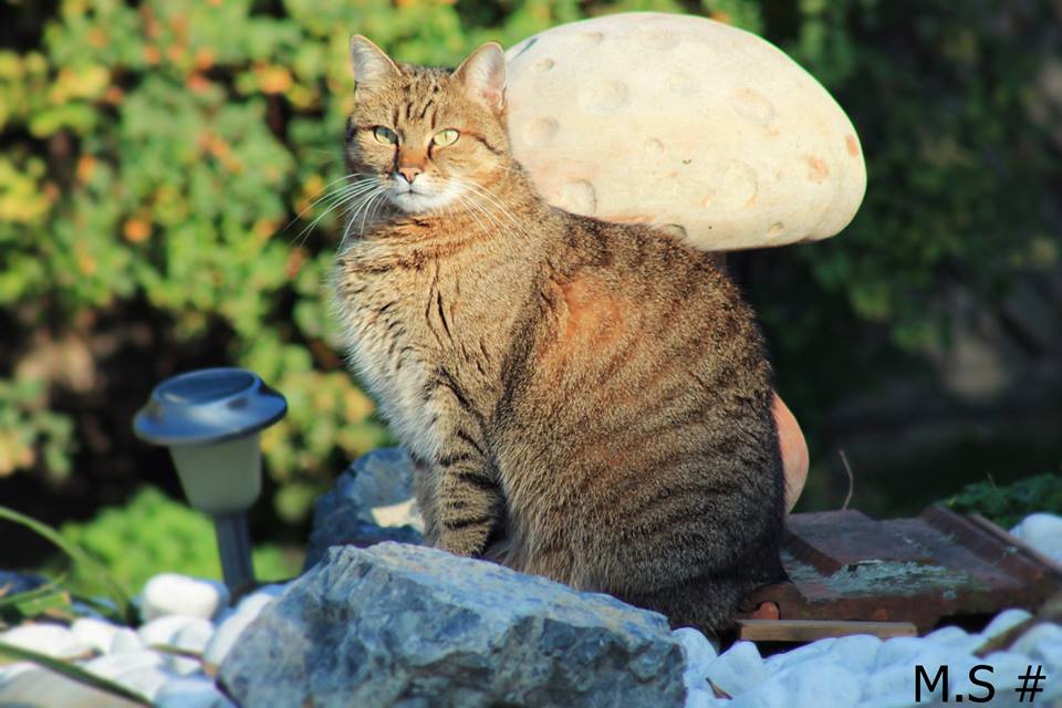 Katze am Teich