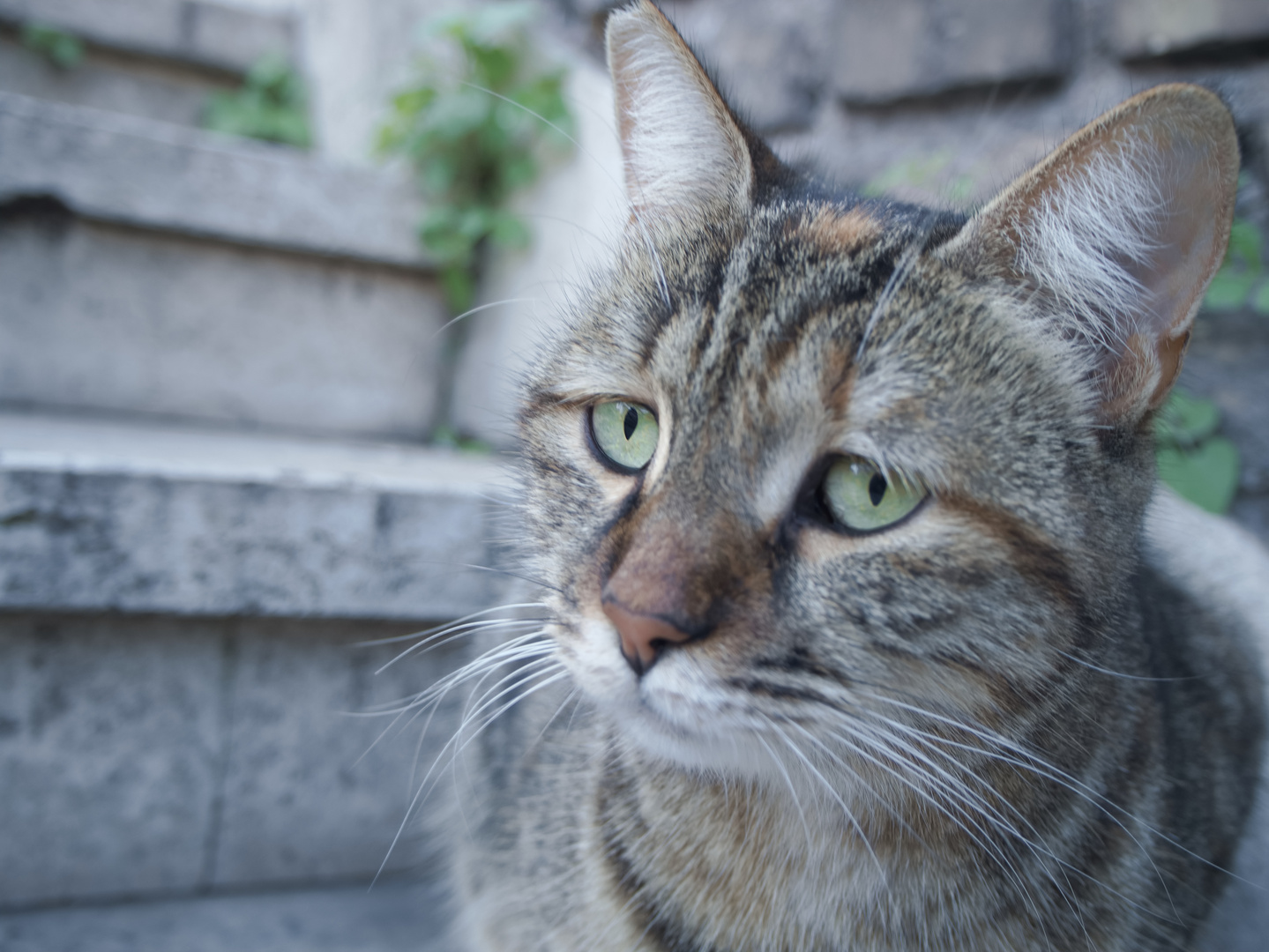 Katze am Torre Argentina