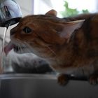 Katze am Trinken