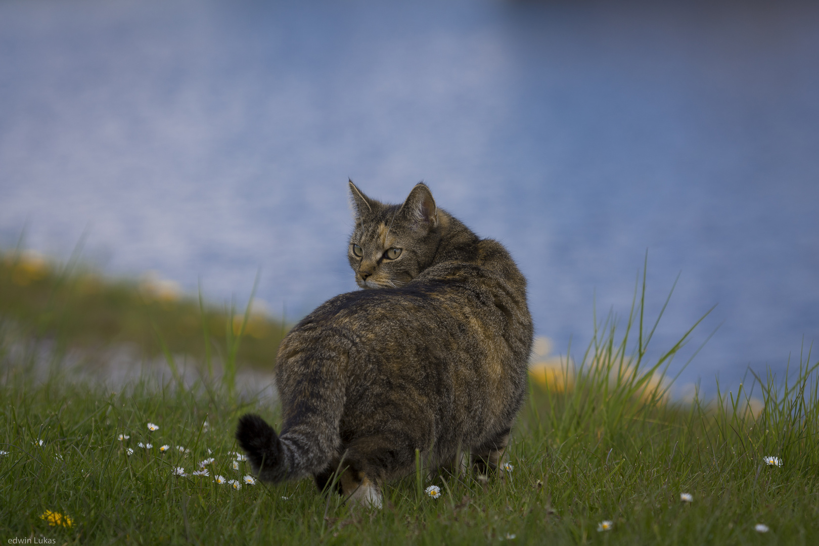 Katze am Twistesee