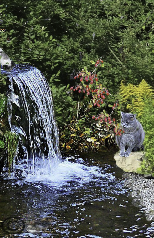 Katze am Wasser/Pegnitz