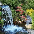 Katze am Wasser/Pegnitz