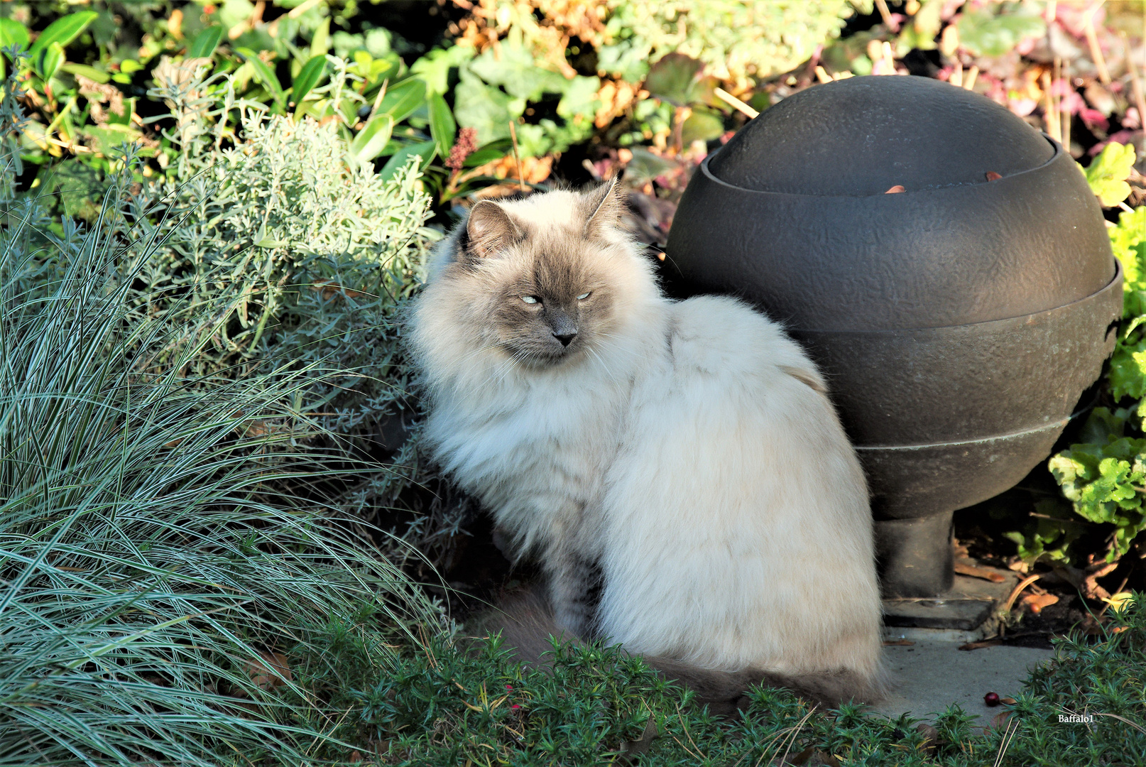 Katze am Wasserurnengrab