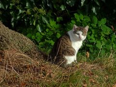 Katze am Wegesrand