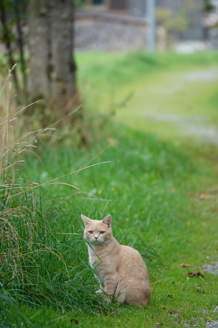 Katze am Wegesrand