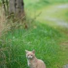 Katze am Wegesrand