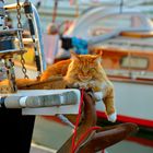 Katze an Bord