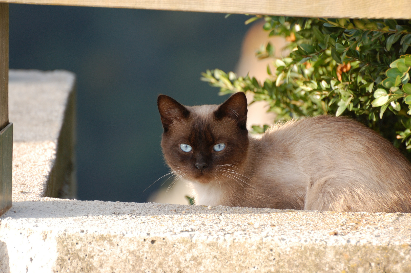 Katze an der Schlucht