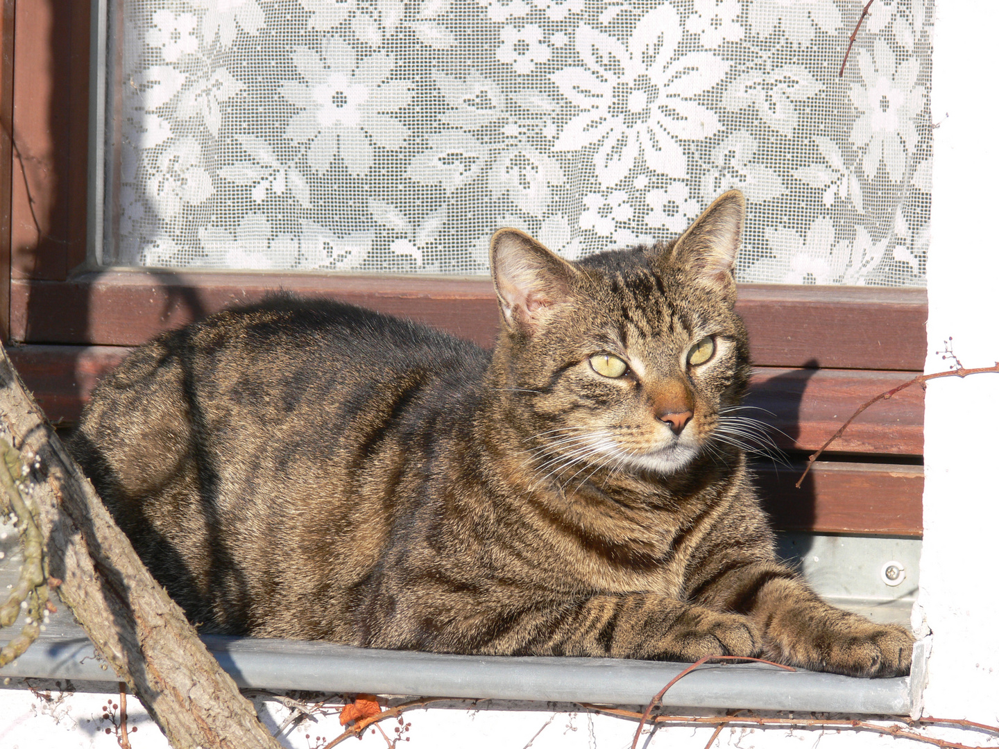 Katze an der Sonne