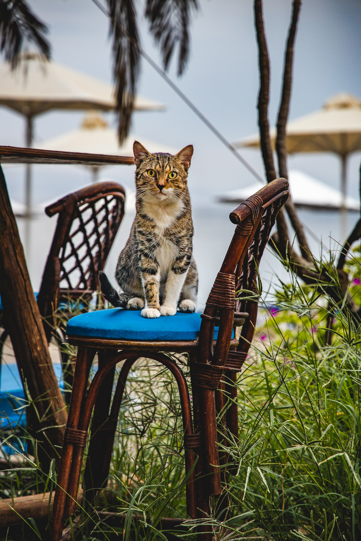 Katze an der Strandbar