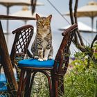 Katze an der Strandbar