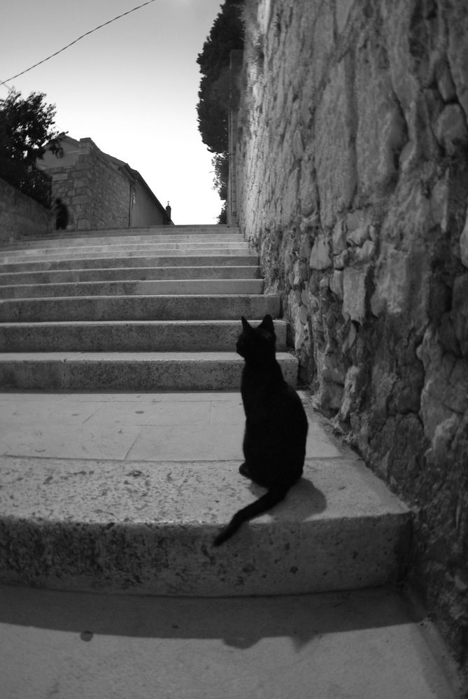 katze an der treppe