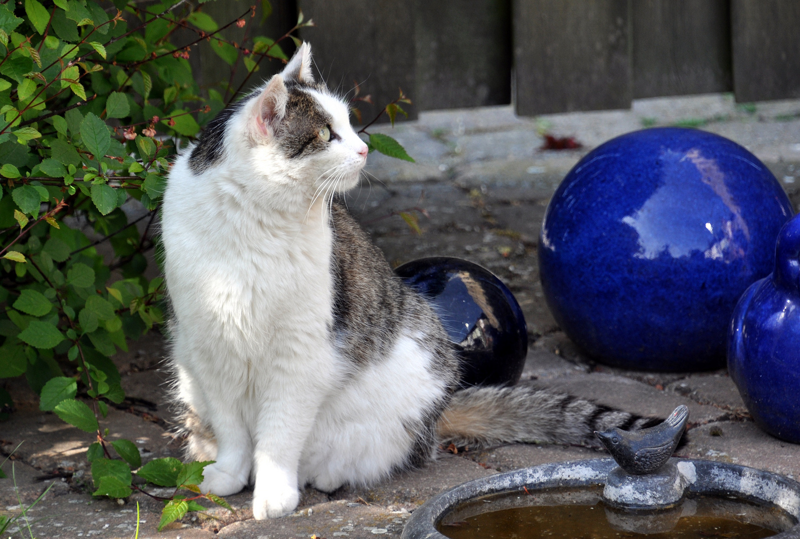 Katze an Vogelbad