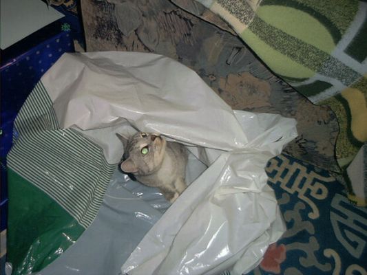 Katze an weihnachten